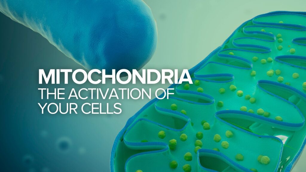 Mitochondrien: Die Aktivierung Ihrer Zellen