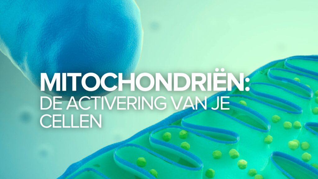 Mitochondriën: De activering van je cellen Mitochondriën: De activering van je cellen
