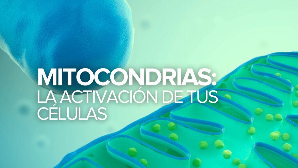 Las mitocondrias: La activación de tus células Las mitocondrias: La activación de tus células