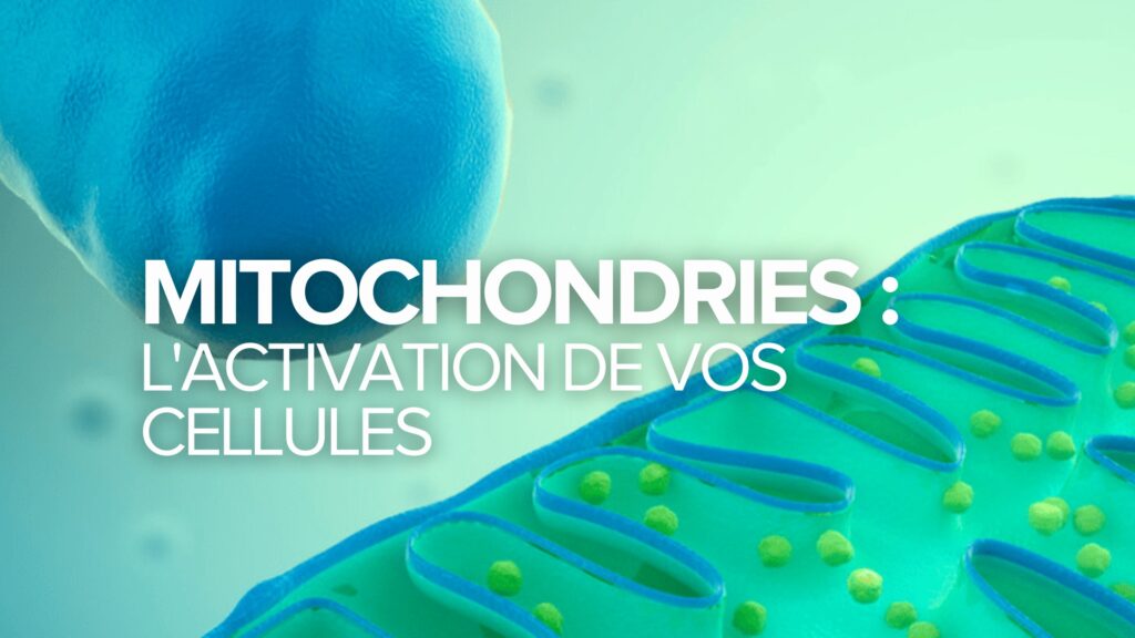 Les mitochondries : L’activation de vos cellules