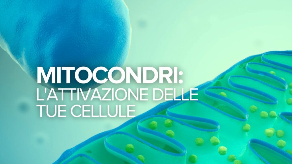 Mitocondri: L’attivazione delle tue cellule Mitocondri: L’attivazione delle tue cellule