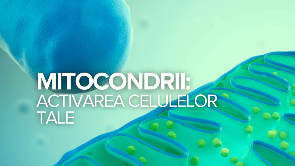 Mitocondriile: Activarea celulelor tale Mitocondriile: Activarea celulelor tale