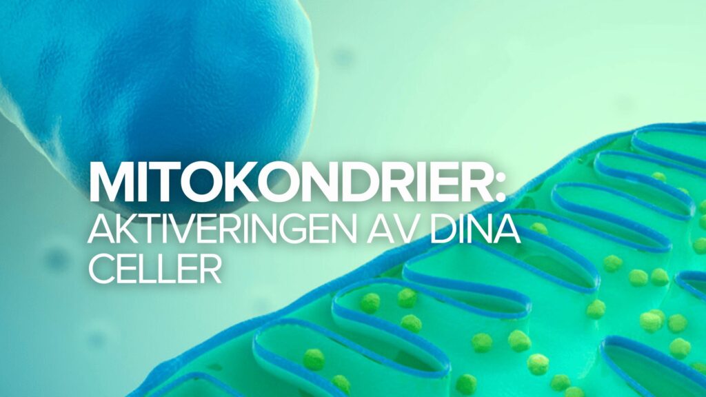 Mitokondrierna: Aktiveringen av dina celler
