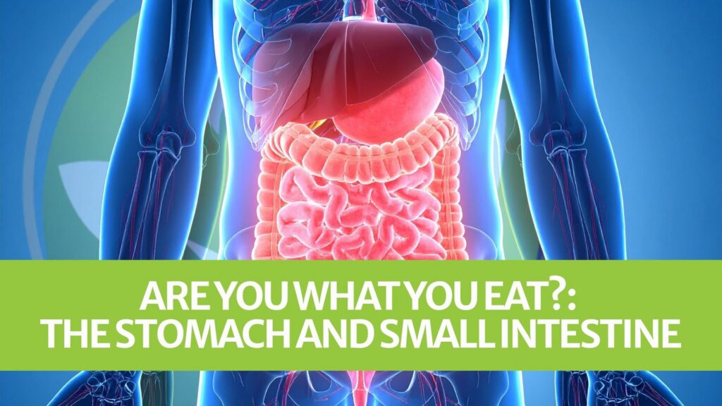 Are You What You Eat?: The Stomach and Small Intestine Are You What You Eat?: The Stomach and Small Intestine